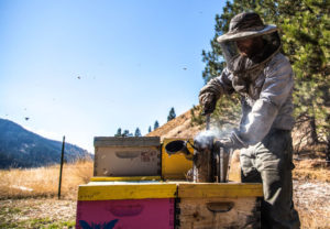 Montana Bees